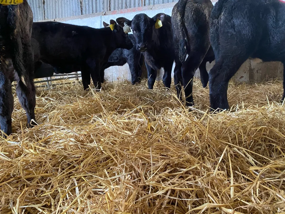 Aa calves - Image 2