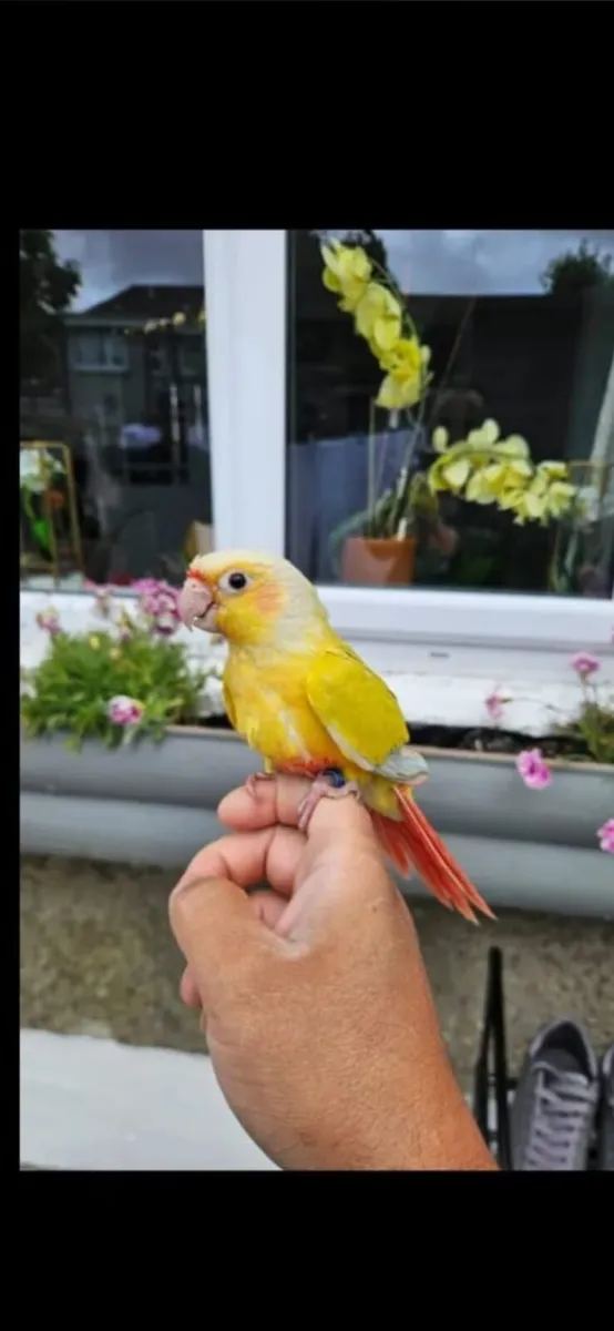 cockatiels and conures - Image 2