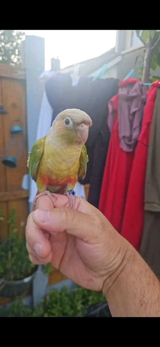 cockatiels and conures - Image 3
