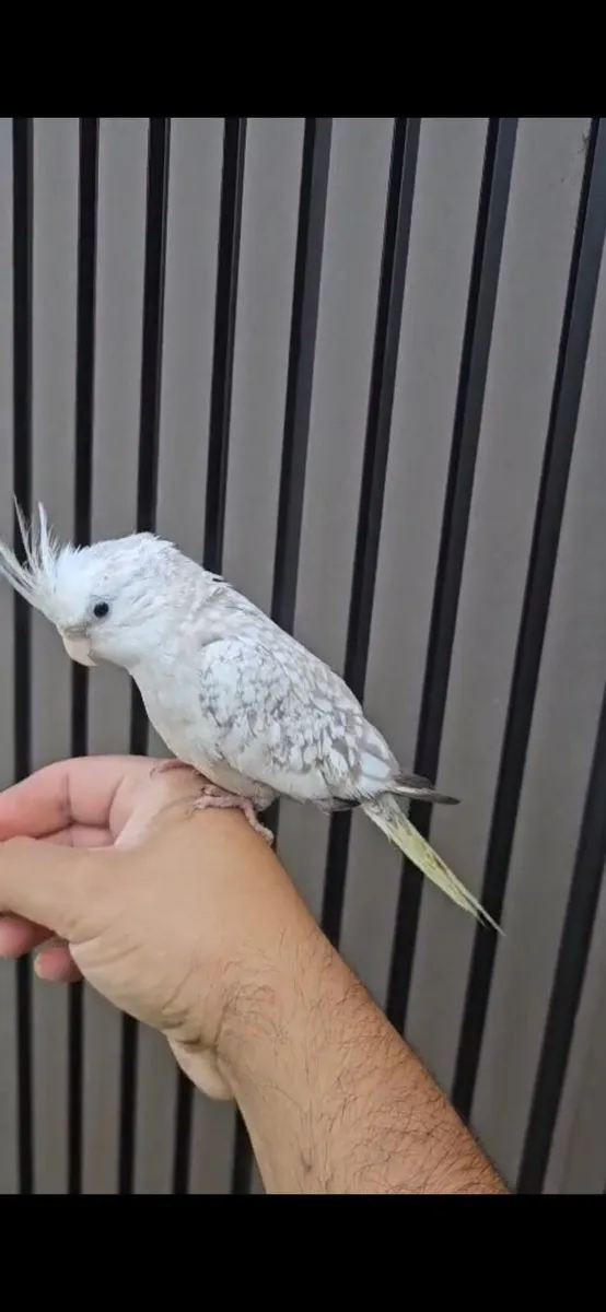 cockatiels and conures - Image 4