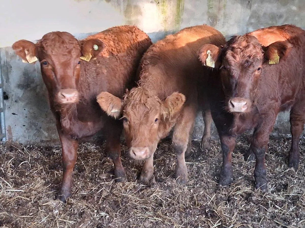3 Super Quality Limousin Weanling Heifers - Image 2