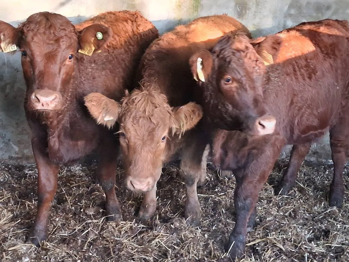 3 Super Quality Limousin Weanling Heifers - Image 3