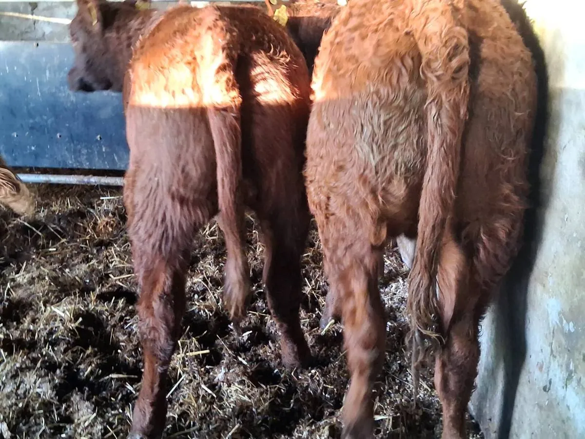 3 Super Quality Limousin Weanling Heifers - Image 4