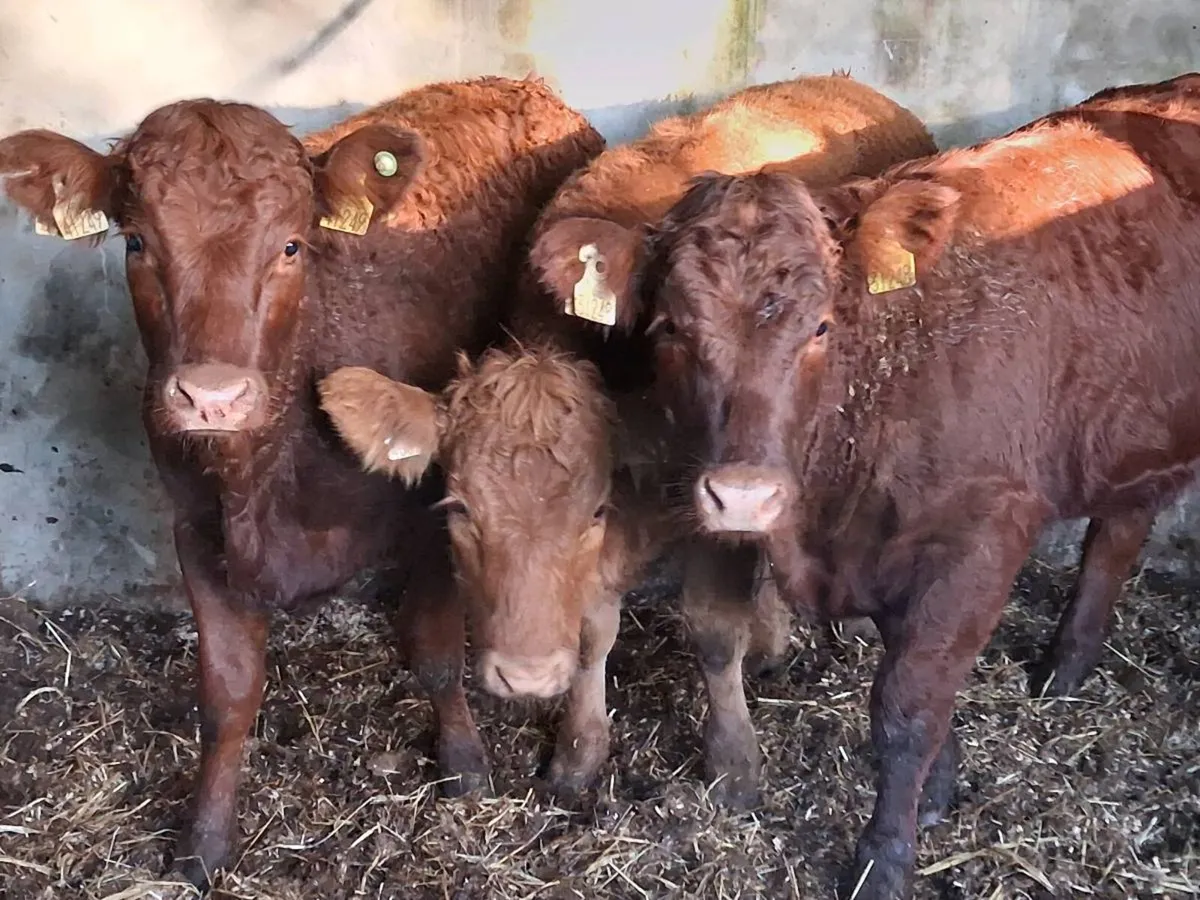 3 Super Quality Limousin Weanling Heifers - Image 1