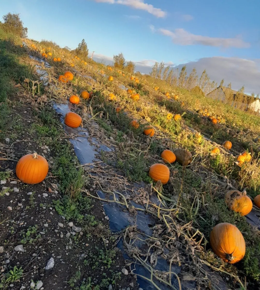 Pumpkins  for sale   Dublin  🎃  🎃 - Image 4