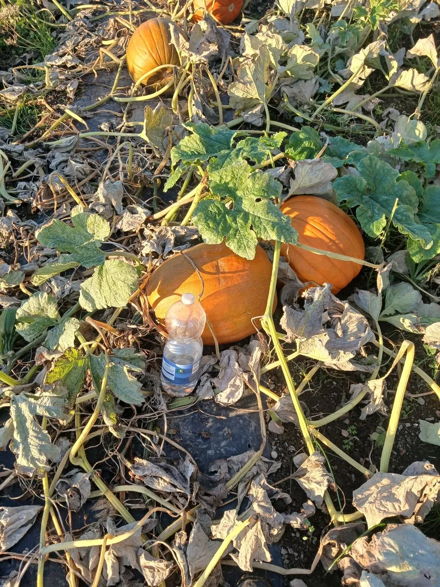 Pumpkins  for sale   Dublin  🎃  🎃 - Image 4