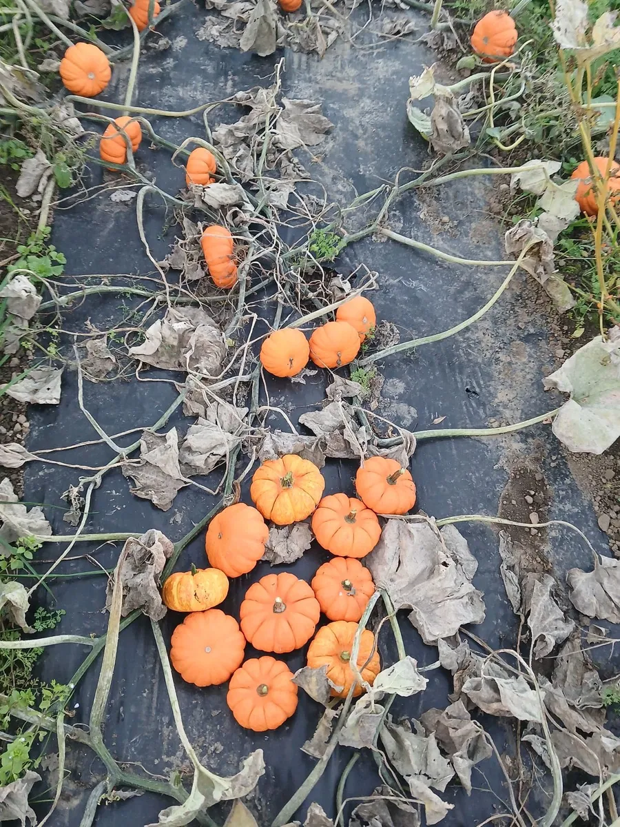 Pumpkins  for sale   Dublin  🎃  🎃 - Image 2