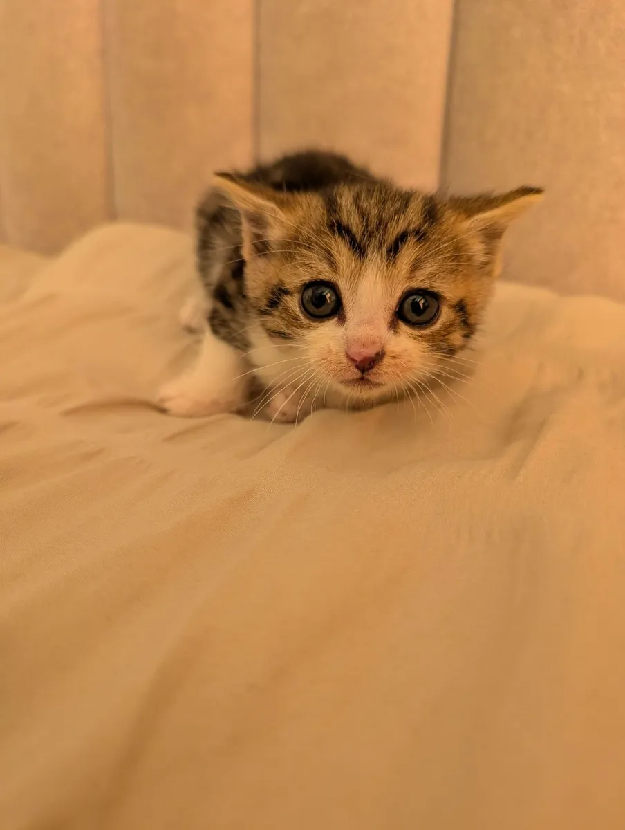 Kittens - Image 1