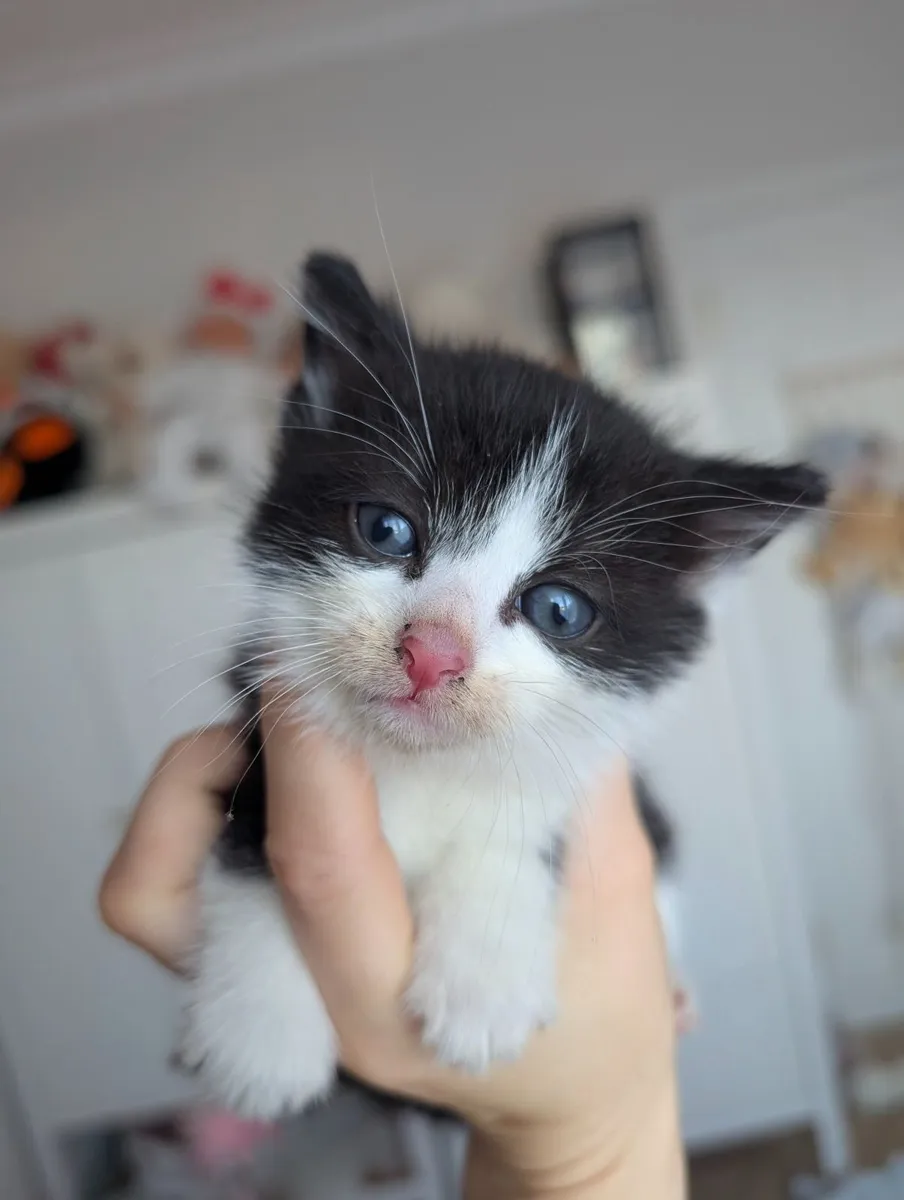 Kittens - Image 4