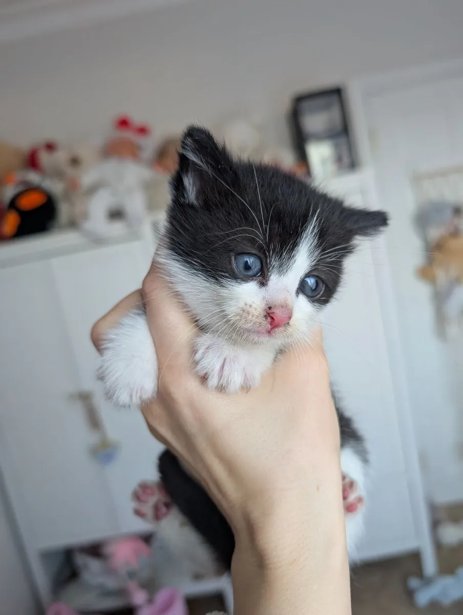 Kittens - Image 2