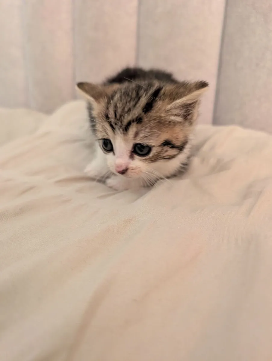 Kittens - Image 3