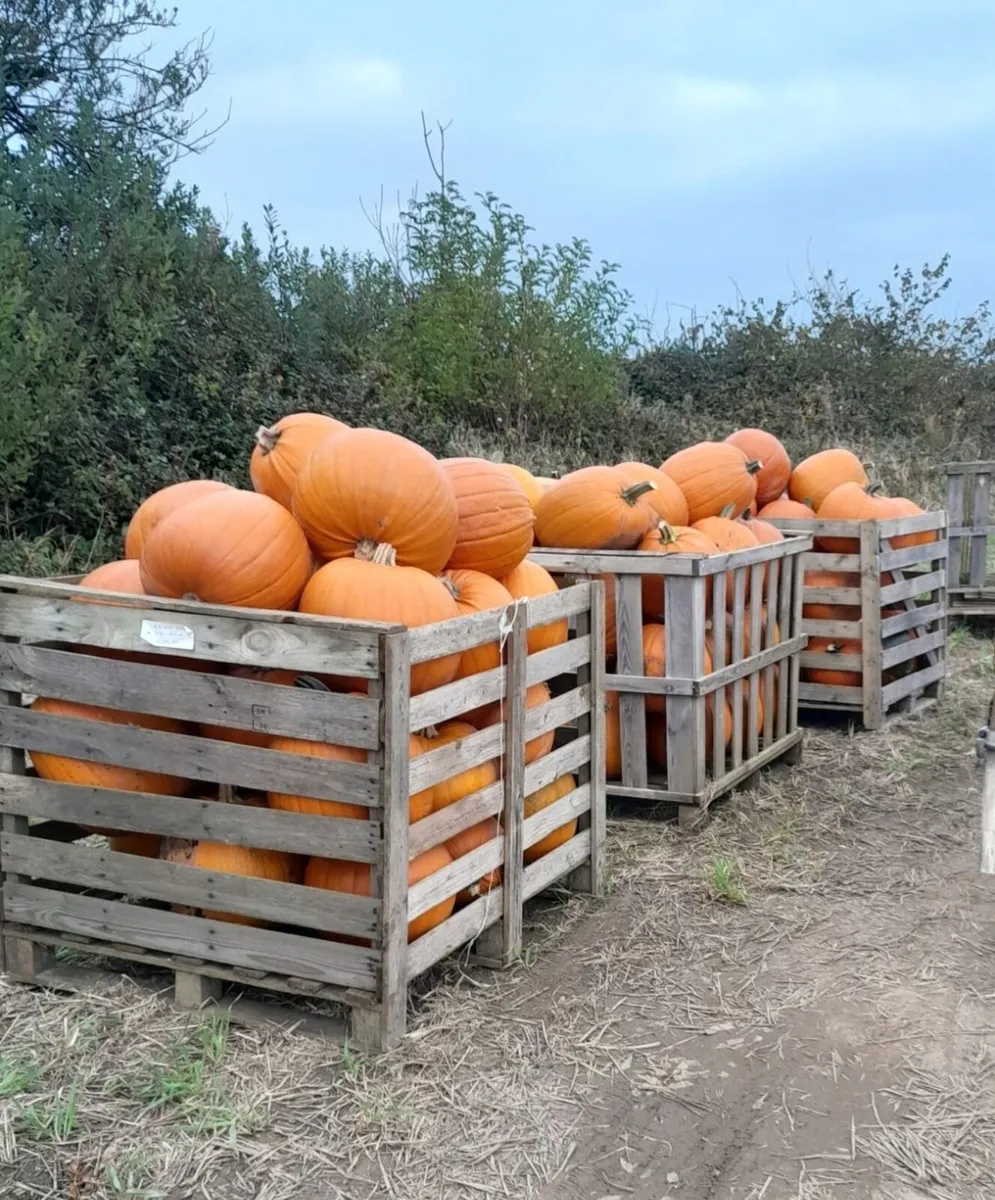 Pumpkins  for sale   Dublin  🎃  🎃 - Image 1