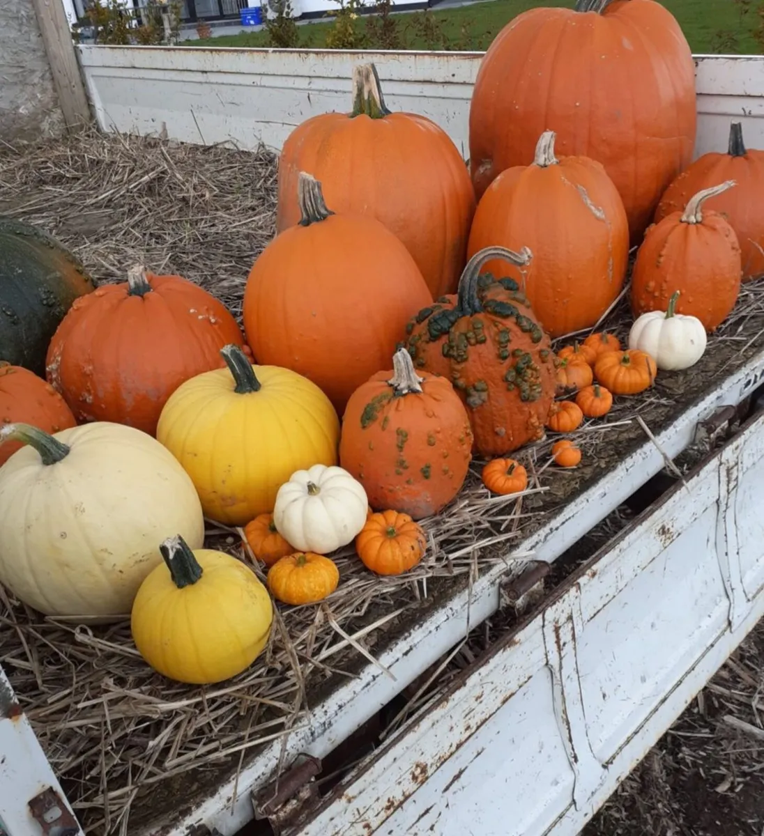 Pumpkins  for sale   Dublin  🎃  🎃 - Image 1