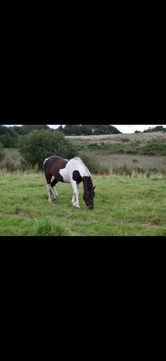 Horse - Image 4