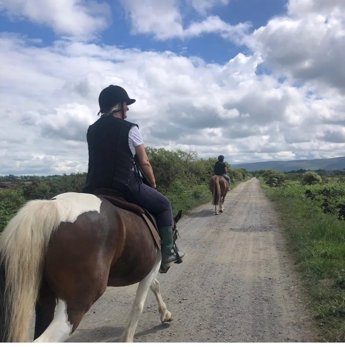 Horse - Image 1