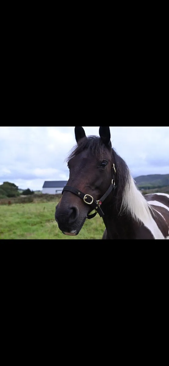 Horse - Image 2