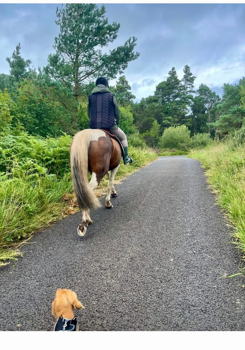 Horse - Image 3