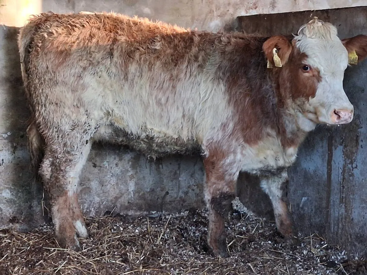 4 ⭐️ Roan Limousin Heifer - Image 1