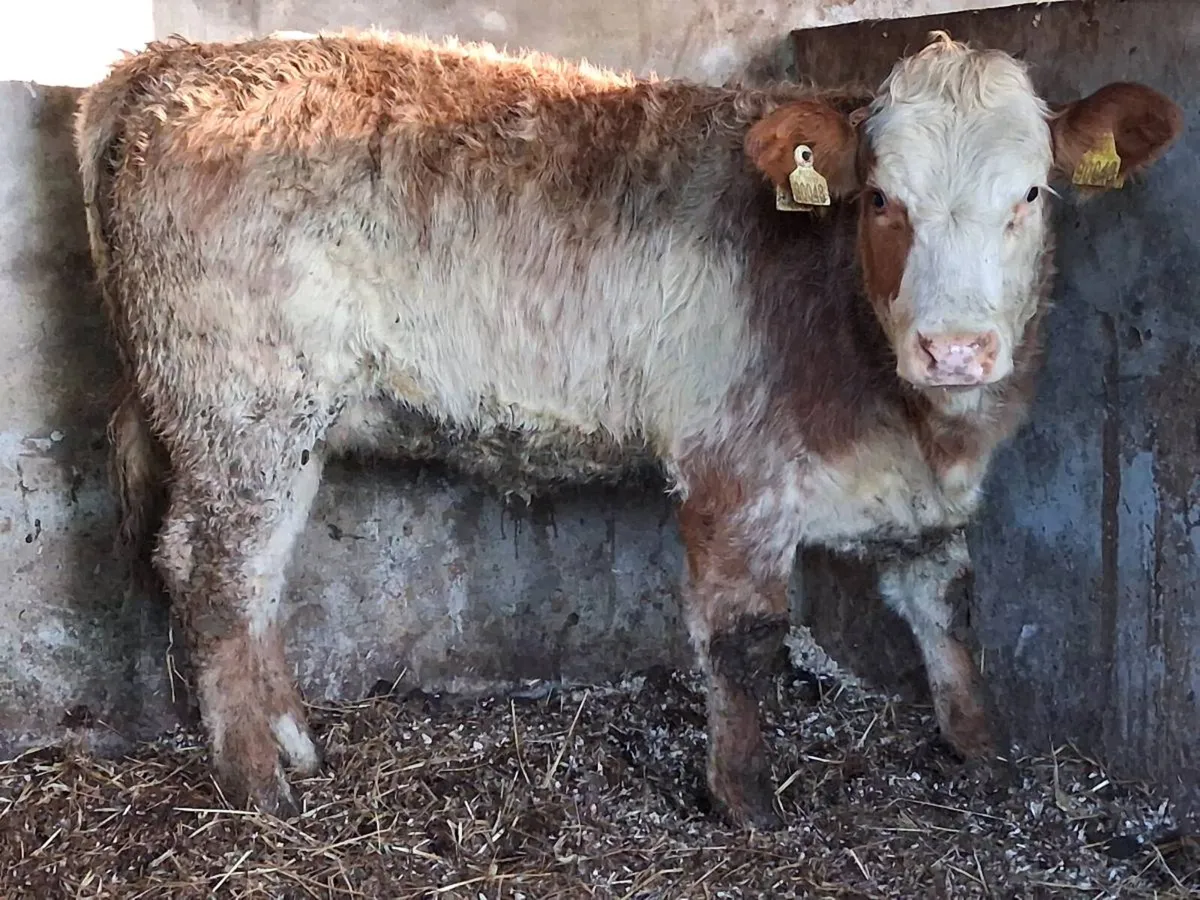 4 ⭐️ Roan Limousin Heifer - Image 2