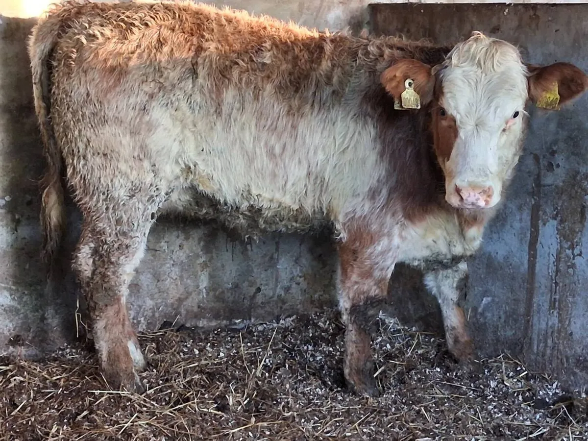 4 ⭐️ Roan Limousin Heifer - Image 3