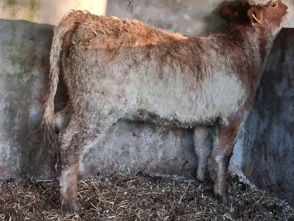 4 ⭐️ Roan Limousin Heifer - Image 4