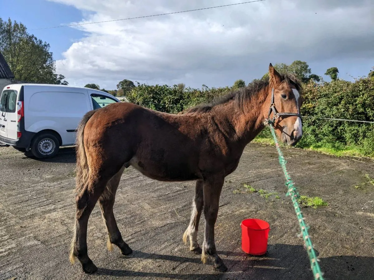 Bay Colt Foal by Pebbles Maguire - Image 3