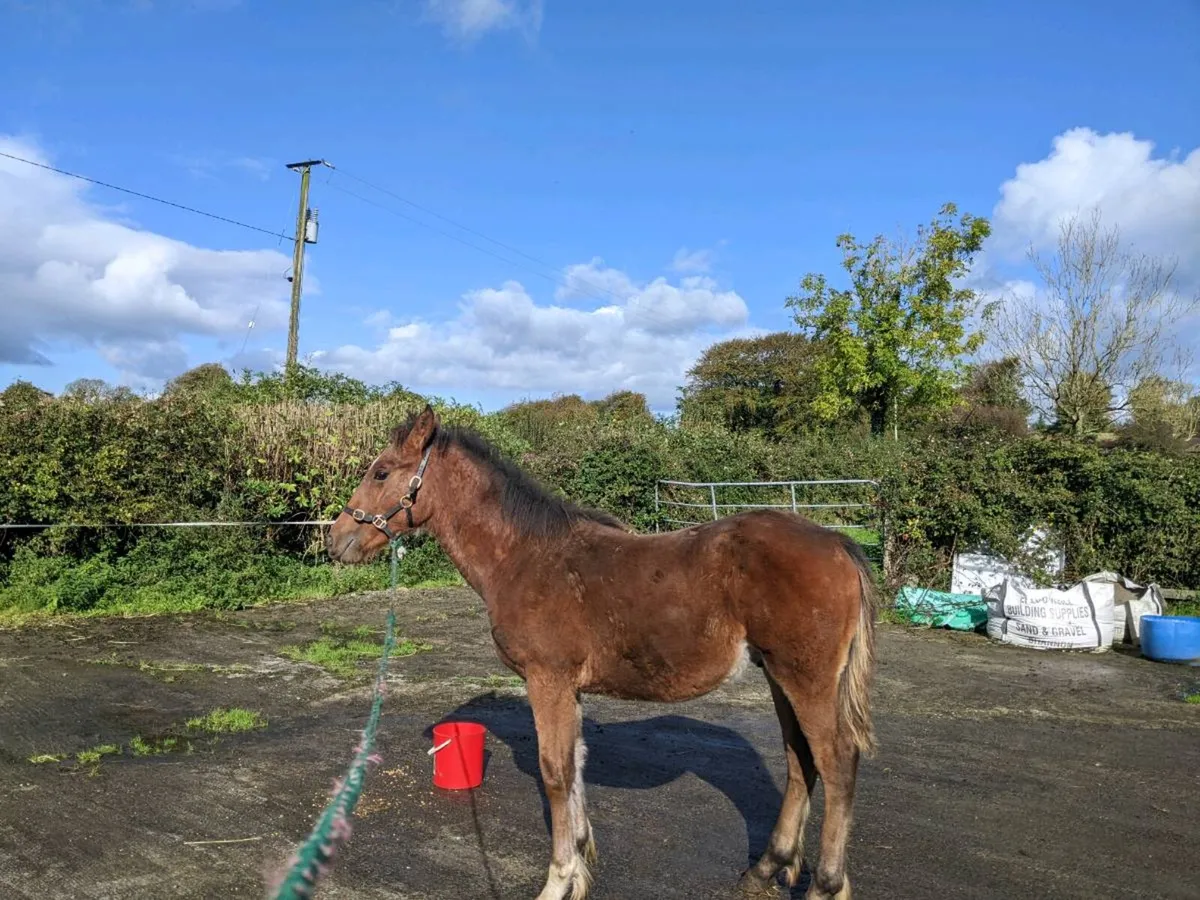 Bay Colt Foal by Pebbles Maguire - Image 4