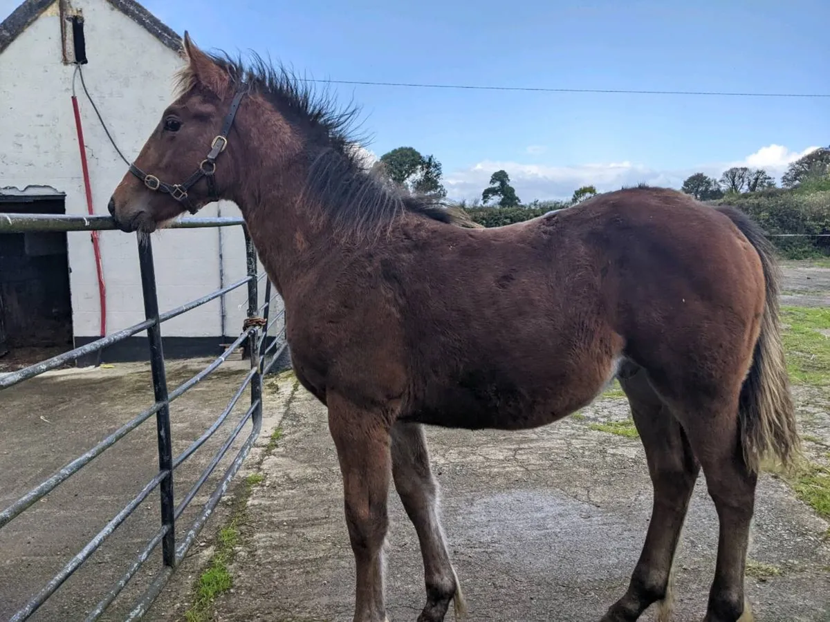 Bay Colt Foal by Pebbles Maguire - Image 1