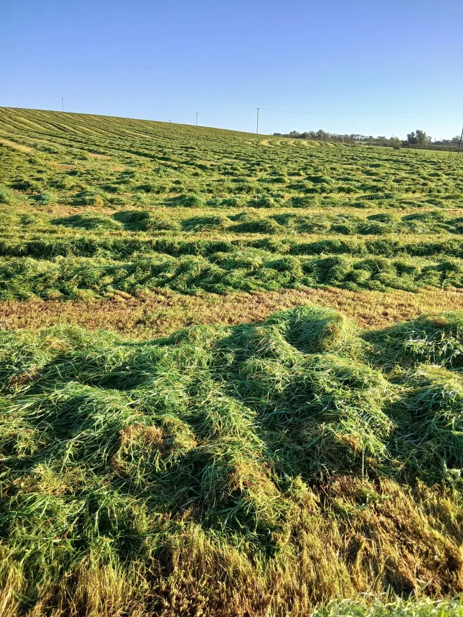 Silage Bales - Image 2