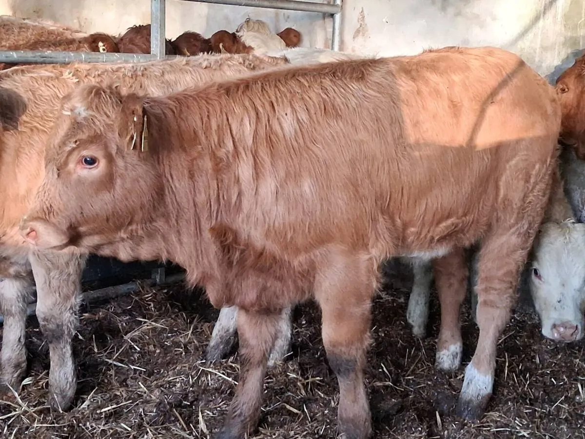 3 Super Charolais Weanling Heifers - Image 2