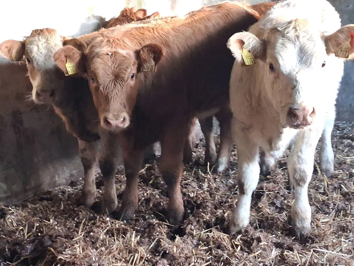 3 Super Charolais Weanling Heifers - Image 1