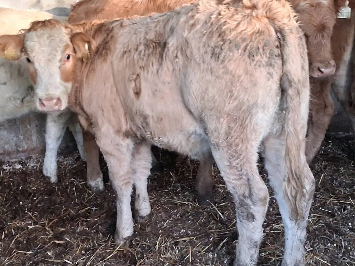 3 Super Charolais Weanling Heifers - Image 3