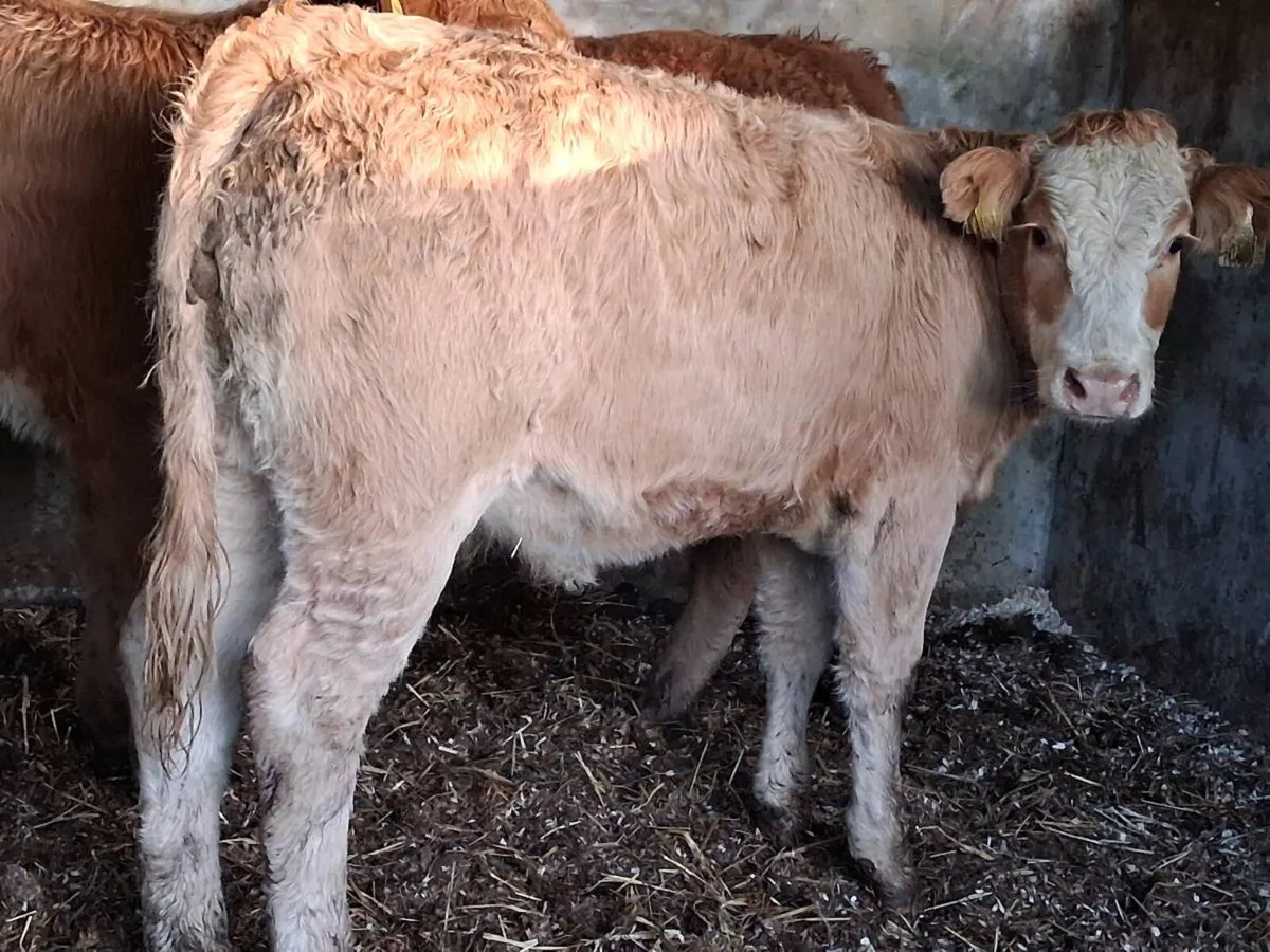 3 Super Charolais Weanling Heifers - Image 4