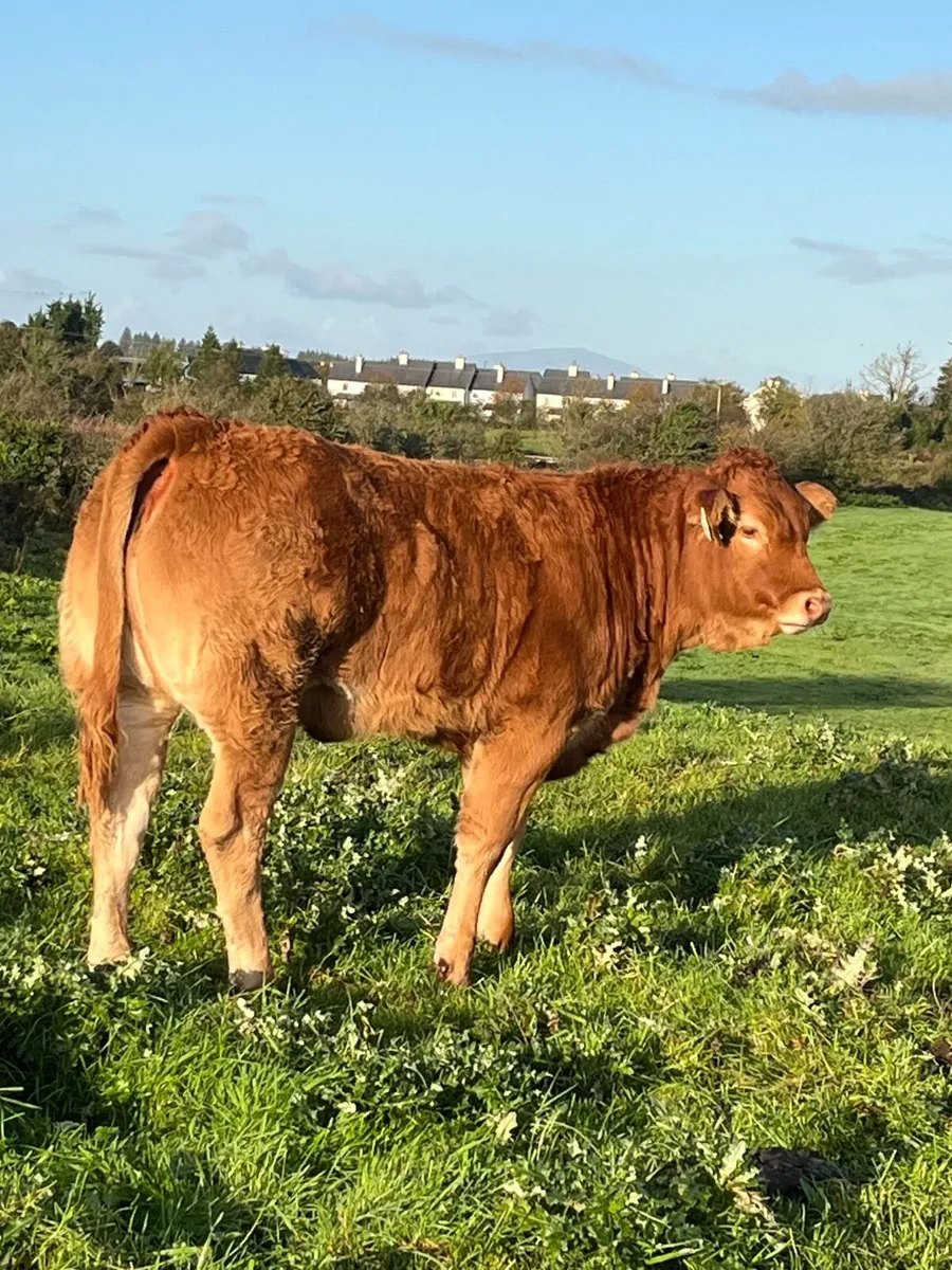 Limousin Heifer Weanlings - Image 1