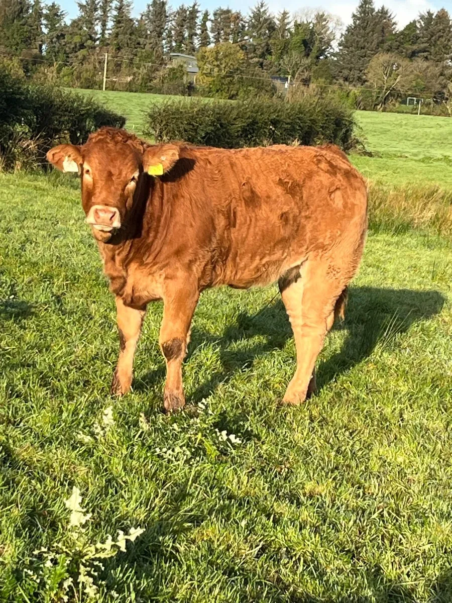 Limousin Heifer Weanlings - Image 2
