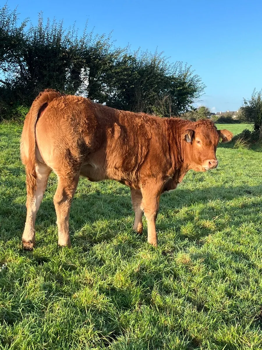 Limousin Heifer Weanlings - Image 3