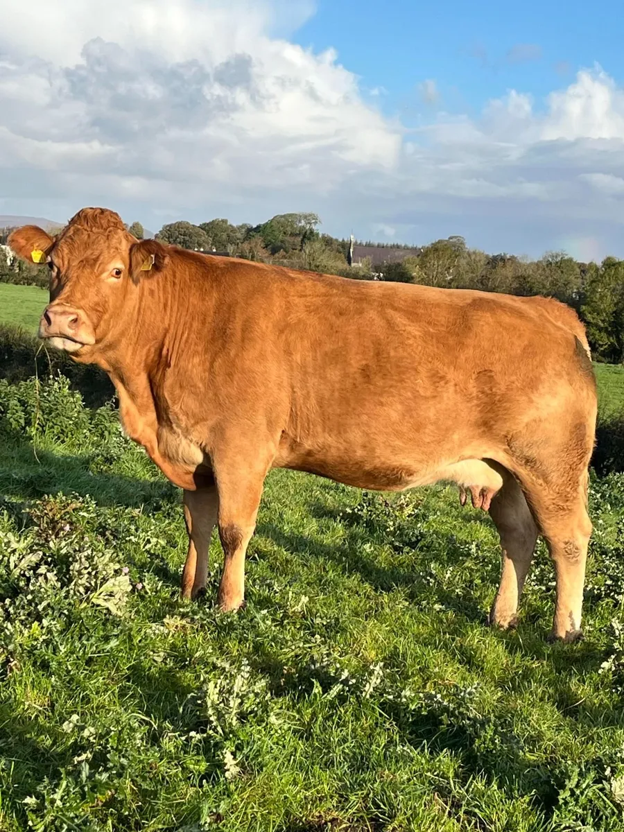Limousin Heifer Weanlings - Image 4