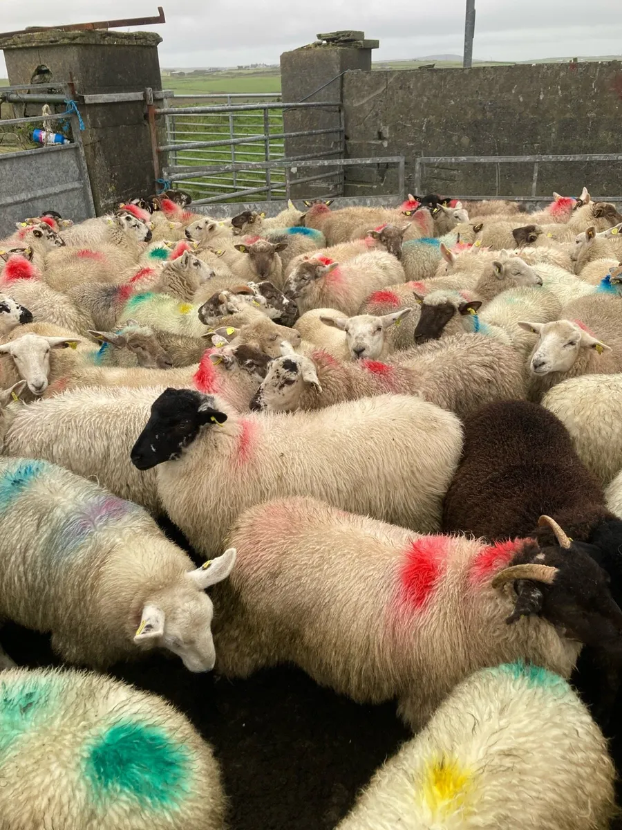 Continental store ewe lambs - Image 1
