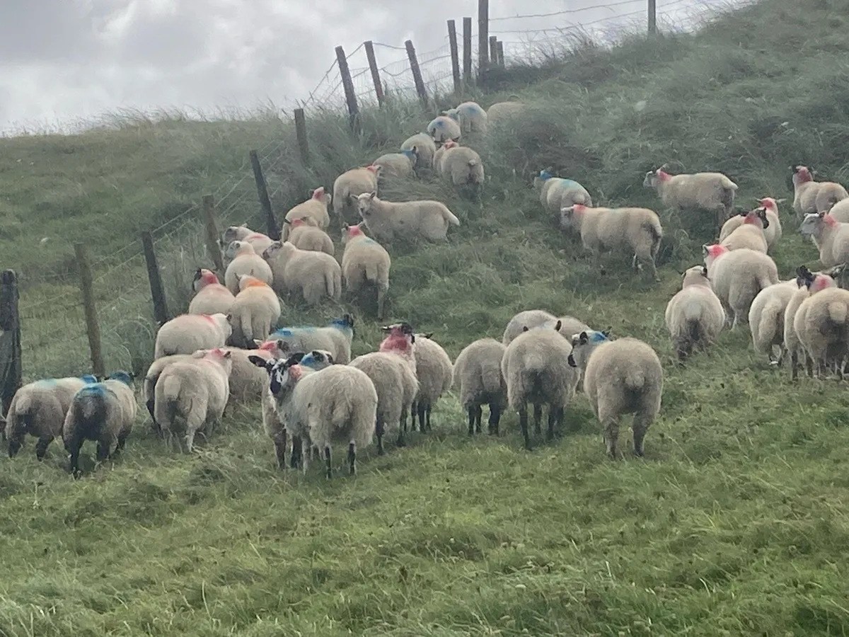 Continental store ewe lambs - Image 3