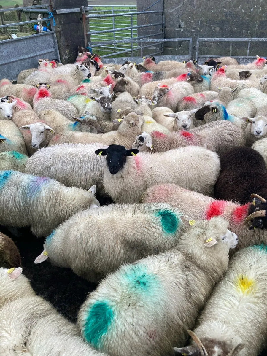 Continental store ewe lambs - Image 2