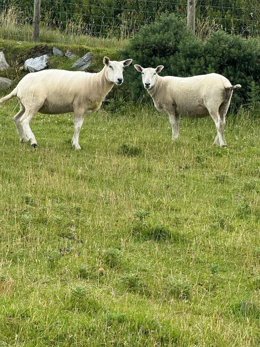 Suffolk Cheviot & Wicklow Cheviot Hoggets - Image 1