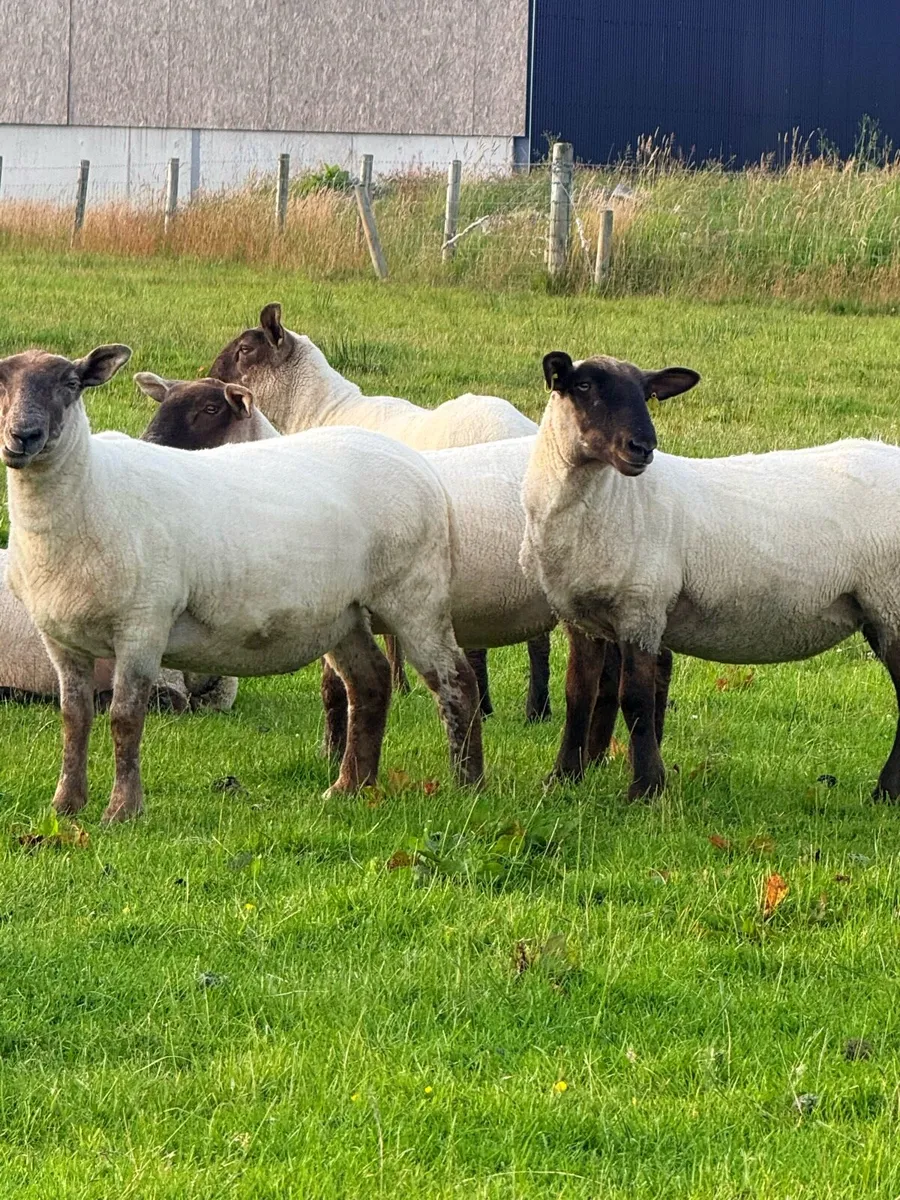 Suffolk Cheviot & Wicklow Cheviot Hoggets - Image 3
