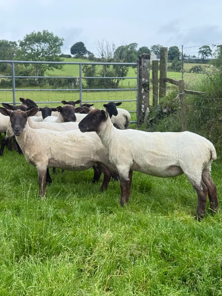 Suffolk Cheviot & Wicklow Cheviot Hoggets - Image 4