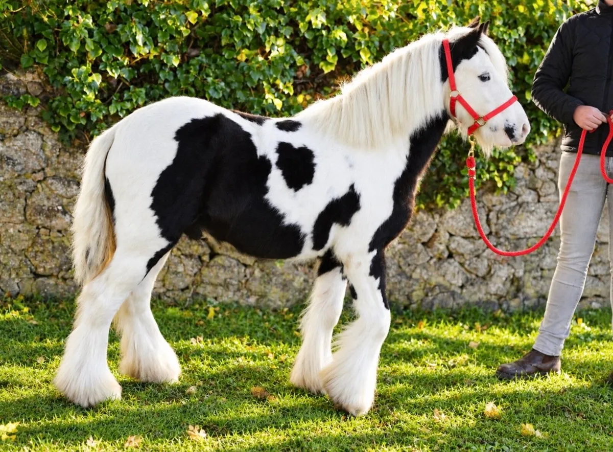 Proper Pony for sale - Image 1