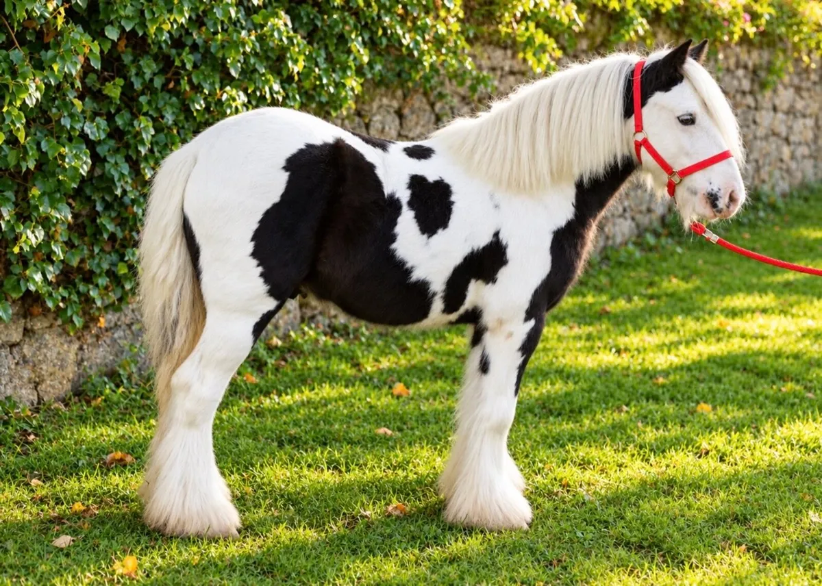 Proper Pony for sale - Image 2