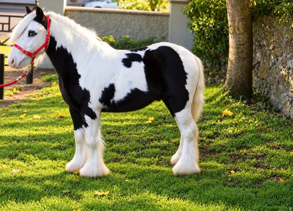 Proper Pony for sale - Image 3