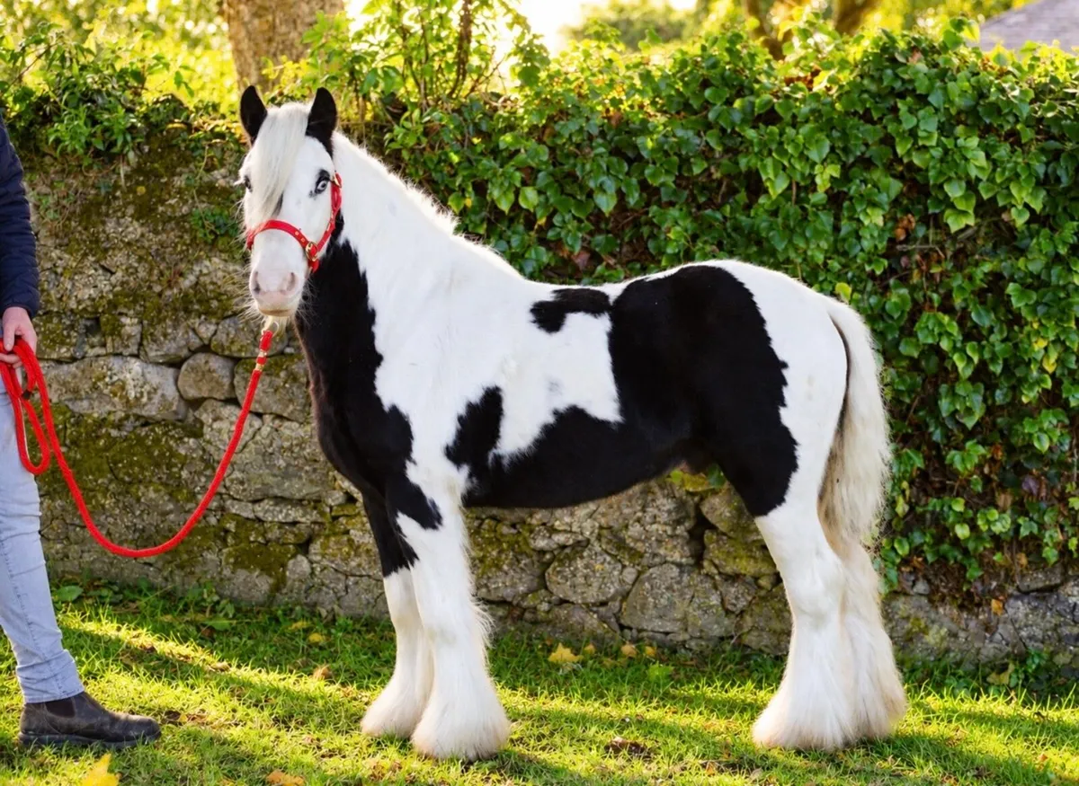 Proper Pony for sale - Image 4