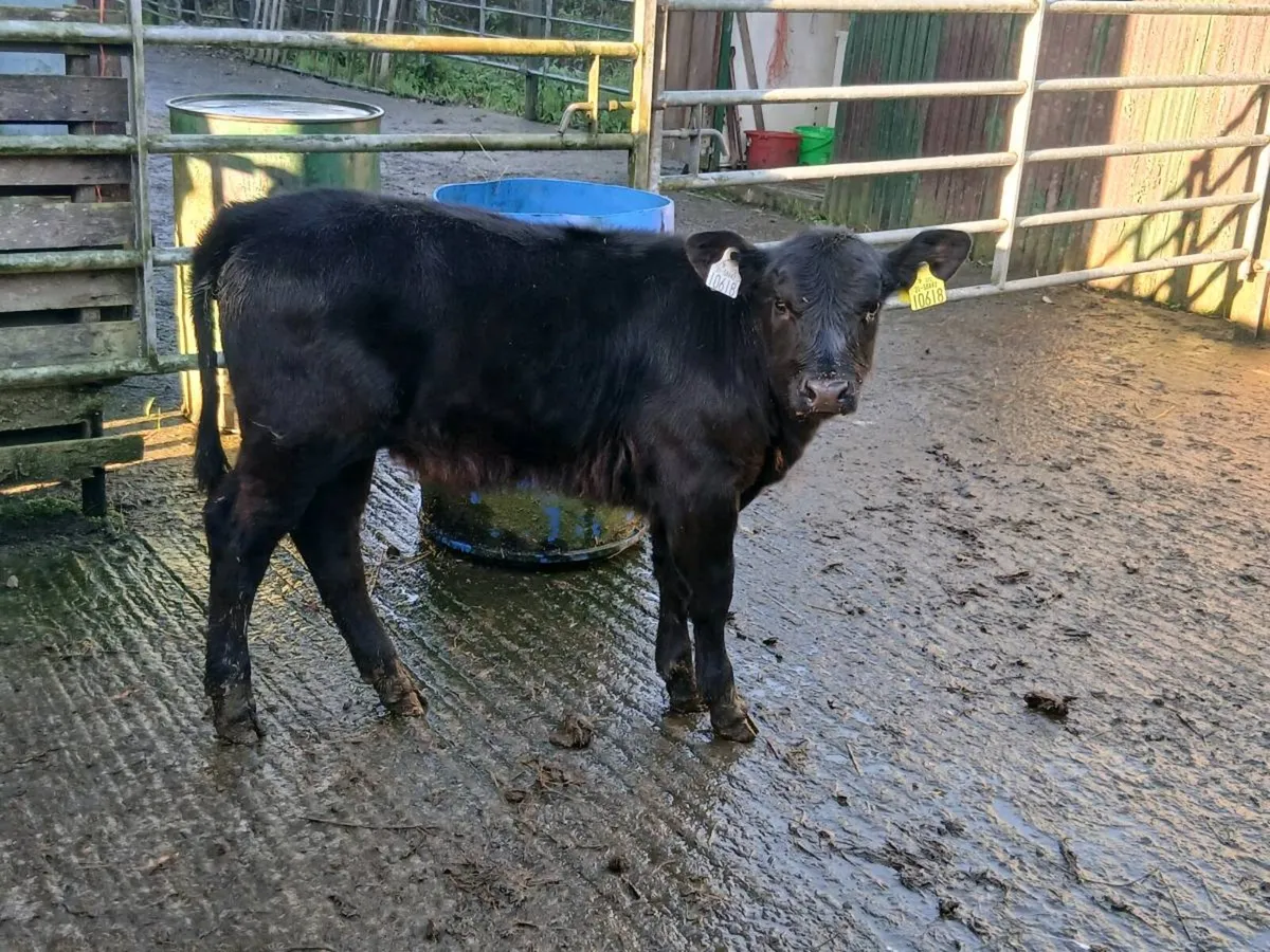 SUPER AA HEIFER CALF OUT OF A SUPER SUCKLING - Image 1