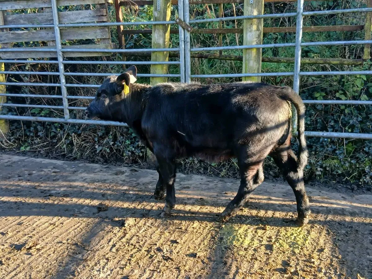 SUPER AA HEIFER CALF OUT OF A SUPER SUCKLING - Image 2