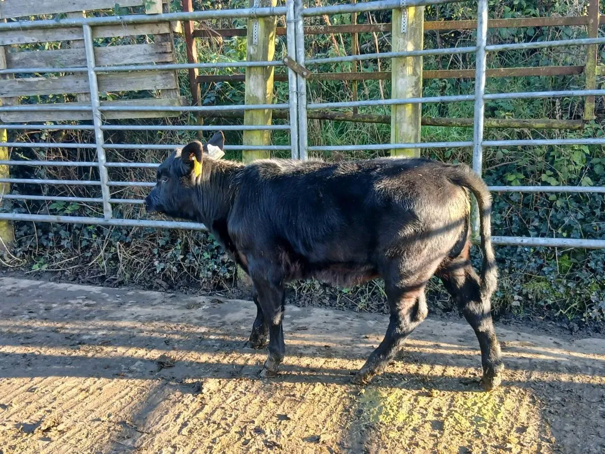SUPER AA HEIFER CALF OUT OF A SUPER SUCKLING - Image 3